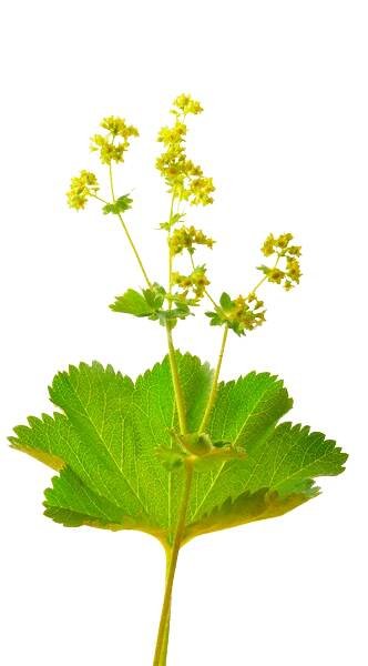 Produkt Kontryhel - Hypoalergenní mycí gely HERBALON®