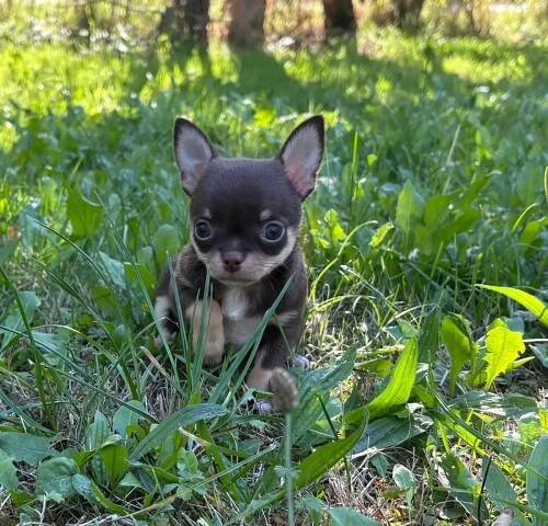 Čivava krátkosrstá s PP | iFauna.cz
