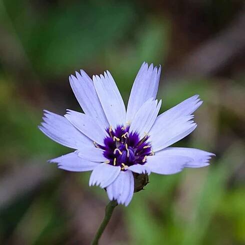 Perennial Cupid's Dart 'Alba' (Catananche caerulea)