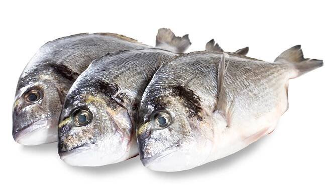 Frozen dentex and dorade from Morocco - export import company