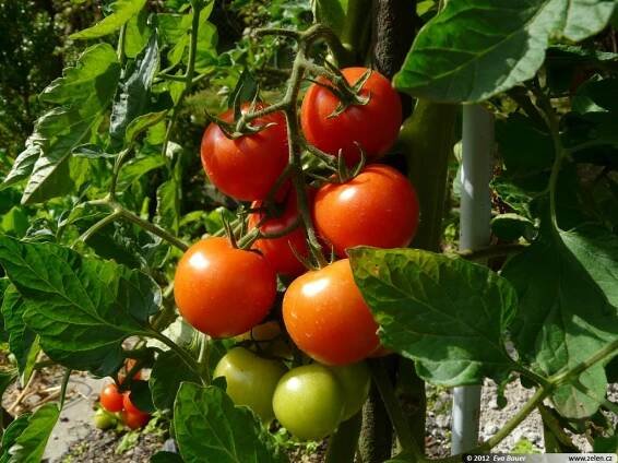Solanum lycopersicum Bejbino F1 rajče