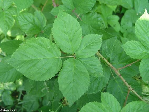 fotografie Rubus nessensis subsp. scissoides (ostružiník vzpřímený mnohoostný)