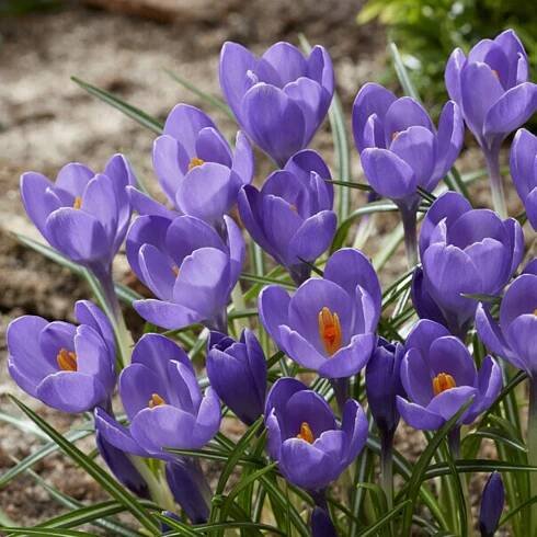 Sazenice Krokus Aqua - Crocus - hlízy krokusů - 3 ks