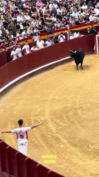 Alejandro Muñoz Y El Toro De Galache Semifinal Del Campeonato De España Valencia 2024 #shorts