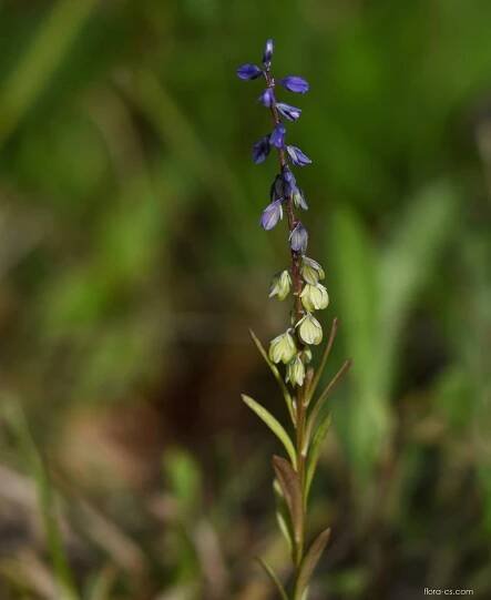 Vítod nahořklý (Polygala amarella)