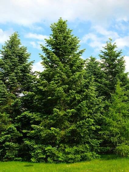 JEDLE KAVKAZSKÁ abies nordmanniana IDEÁLNÍ NA VÁNOČNÍ STROMEČEK fenomenální SAZENICE