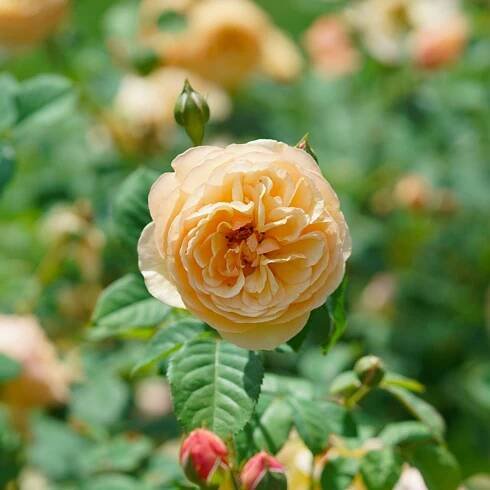 FlavoretteTM Honey-Apricot Rose