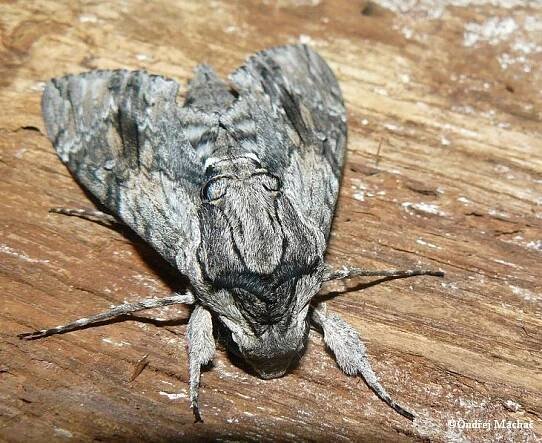 Agrius convolvuli - lišaj svlačcový | Sphingidae - lišajovití | Natura Bohemica