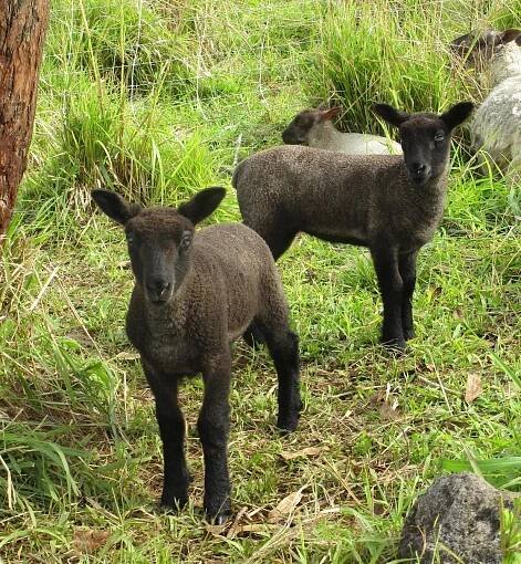 Lacy's Twins