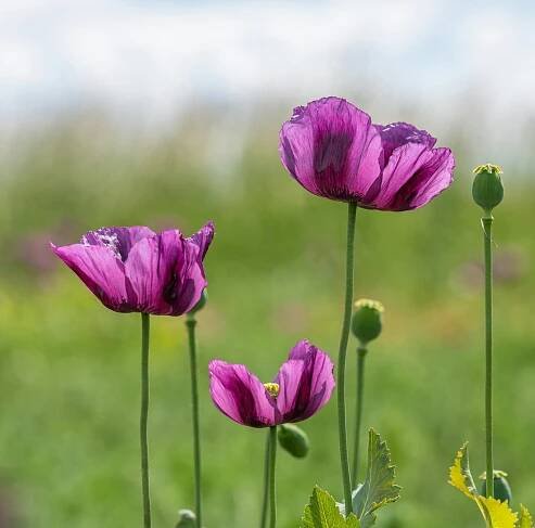 Květiny Vlčí Mák Okvětní - Fotografie zdarma na Pixabay