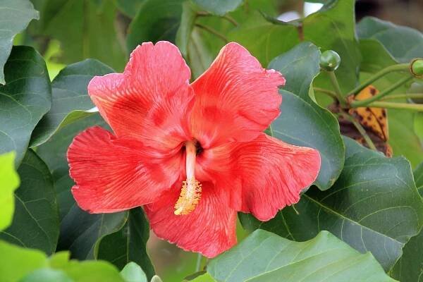 Soubor:Flower of the maga tree.jpg – Wikipedie