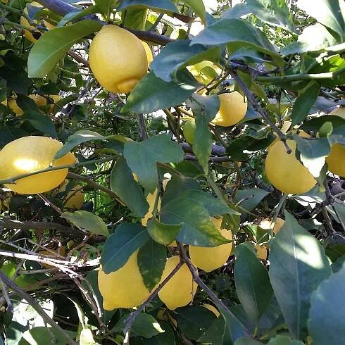 Closeup of lemons hanging on a lemon tree among lots of dark green leaves