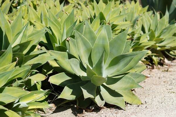 Cactus Garden Map | Forever Balboa Park