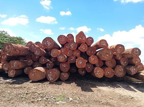 Green Wood World -Product Details