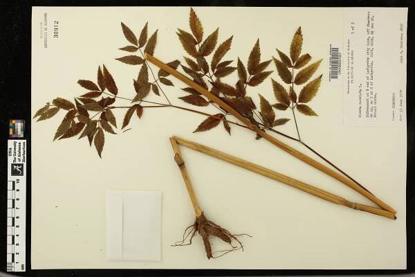 Cicuta maculata - Species Page - APA: Alabama Plant Atlas 