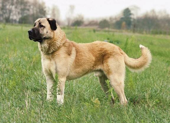 Jaký je rozdíl mezi Kangal a Alabai?