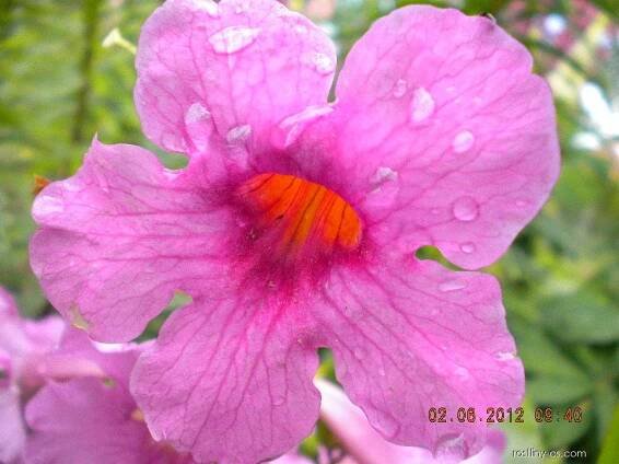 Dvojostice (Incarvillea)