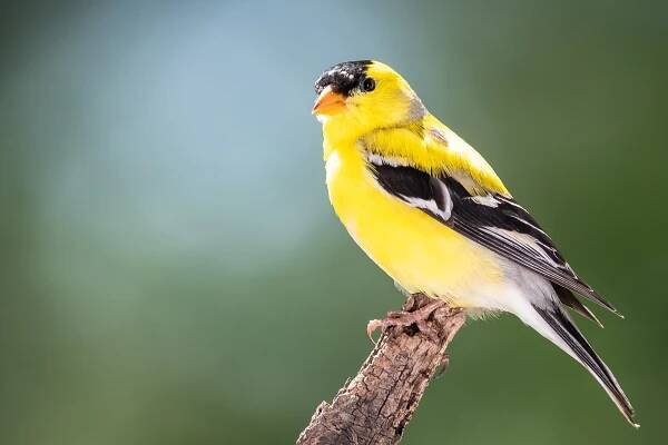 americký goldfinch posadí ve větvích stromů - pěnkavovití - stock snímky, obrázky a fotky