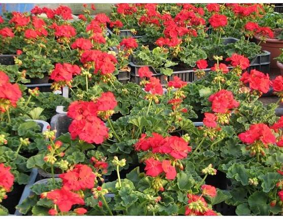 Pelargonium Zonale Jule-Muškát kríčkový - Letničky