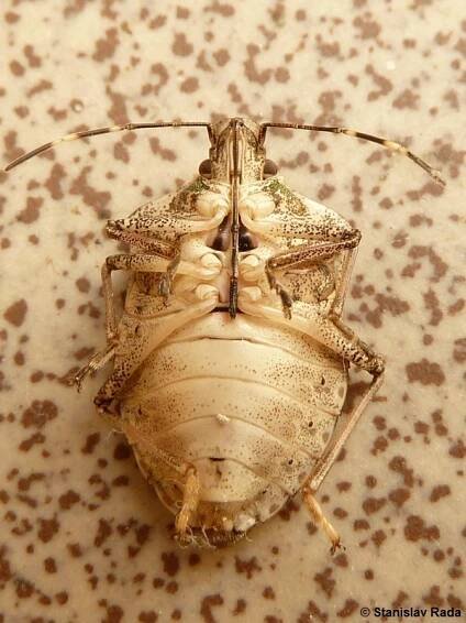 Halyomorpha halys - kněžice mramorovaná | Pentatomidae - kněžicovití | Natura Bohemica