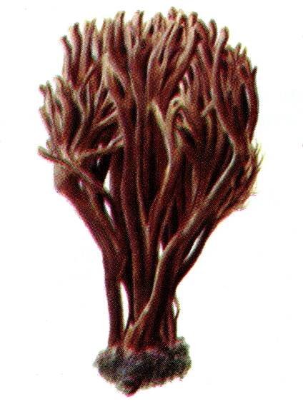 Ekhöfts Pilze – Ekhöft