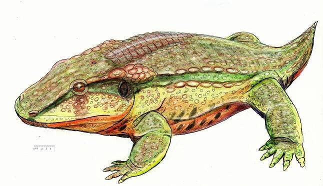 Anakamacops