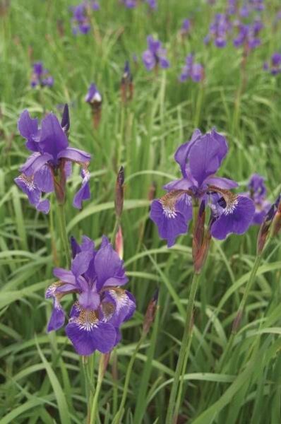Iridaceae