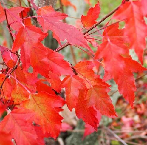 Amur Maples 