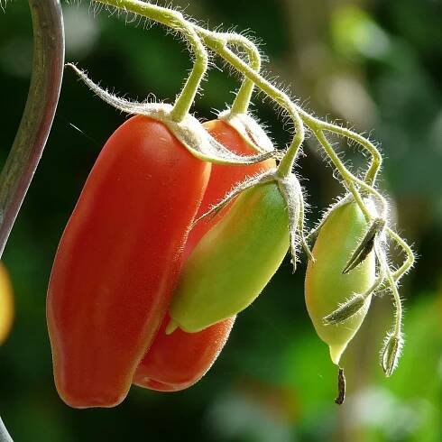 BIO Rajče San Marzano - Solanum lycopersicum - bio semena - 7 ks