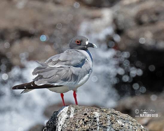 Racek galapážský | Naturfoto.cz