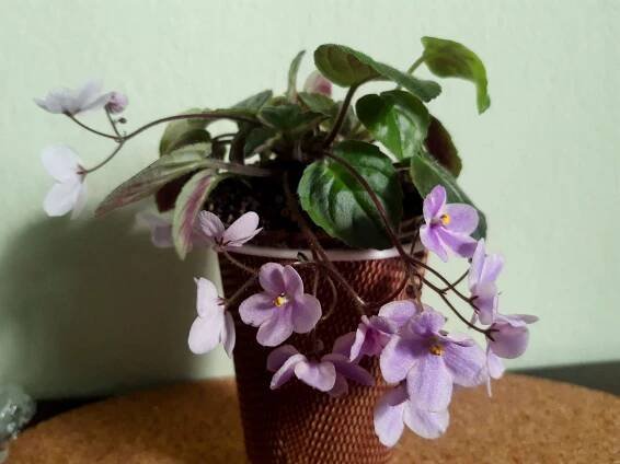 Scuba Diver - Africké fialky-Saintpaulia-African Violets