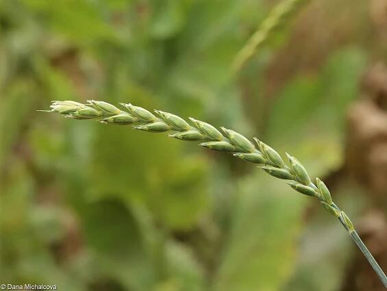 fotografie Triticum spelta (pšenice špalda)