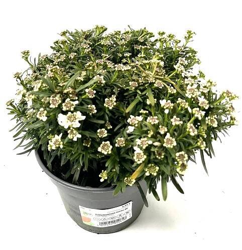 GROW by OBI Iberka vždyzelená (Iberis sempervirens) výška cca 22 cm