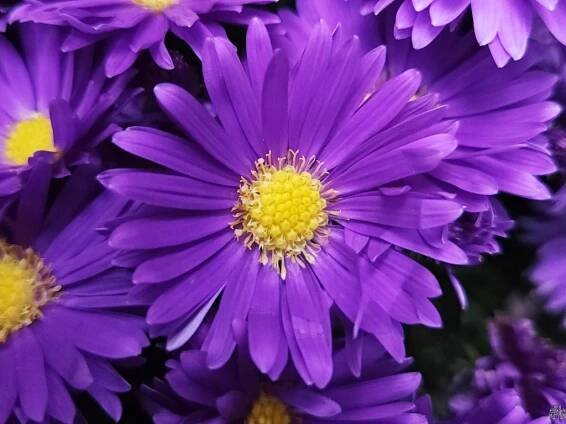 Hvězdnice křovitá 'Alpha Dark Purple' - Aster dumosus 'Alpha Dark Purple'