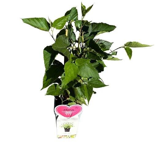 Moruša kríková BonBonBerry Mojo Berry v kvetináči | Záhradníctvo Garden Team