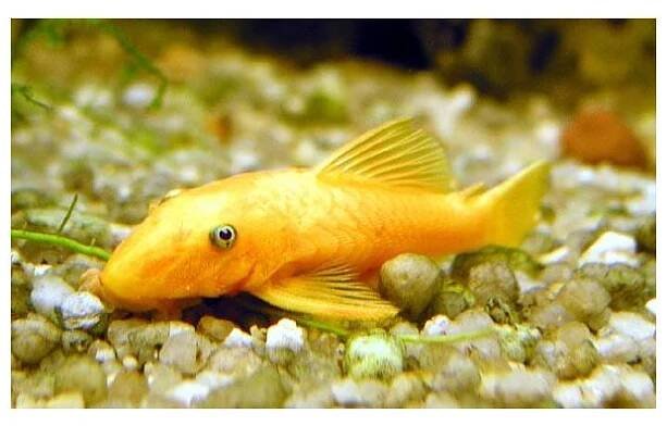 Ancistrus sp. gold - Krunýřovec zlatý