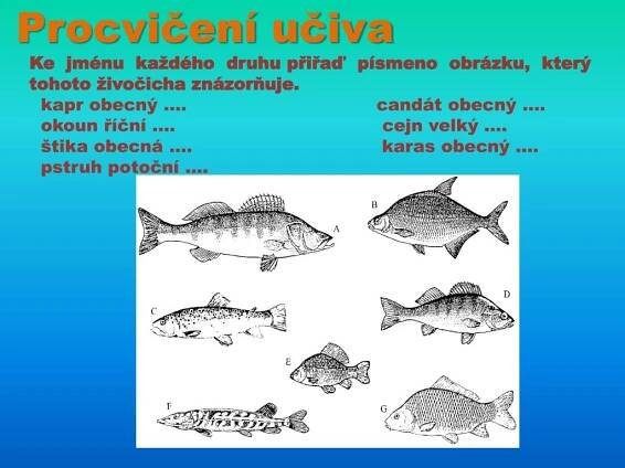 PPT - Ryby PowerPoint Presentation, free download - ID:6330205
