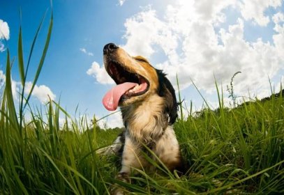 Is Your Dog Panting Excessively?