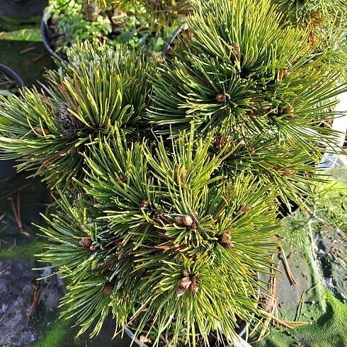 Pinus leucodermis Pirin 2