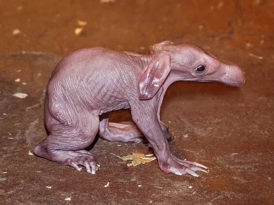V pražské zoo se narodilo fascinující mládě