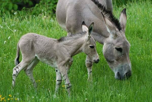 Narození osla somálského v Safari Parku ve Dvoře Králové