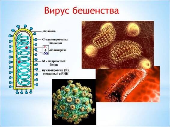 Vzteklina u krav: příčiny a prevence onemocnění