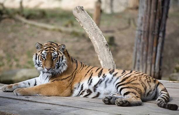 Zlínská zoo přivítala nového obyvatele
