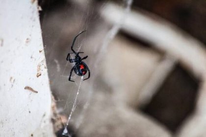 černá vdova pavouk v webu - snovačka jedovatá - stock snímky, obrázky a fotky