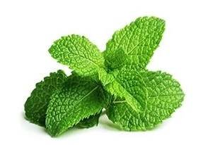 Máta peprná (Mentha  piperita)
