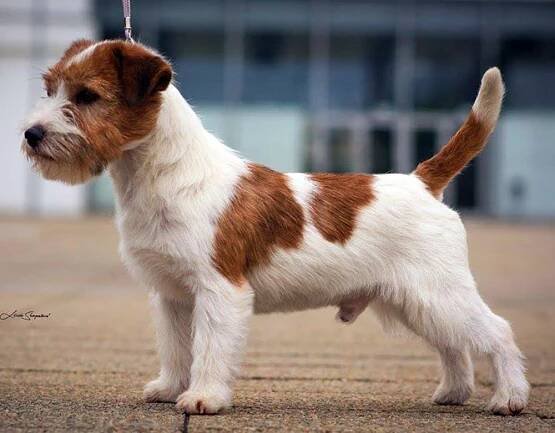 Vrhy JRT 2020 | Russell Puppies