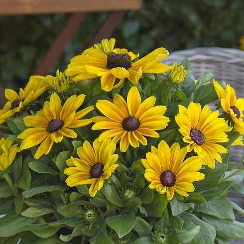 Rudbeckia 'Sunbeckia Maya'
