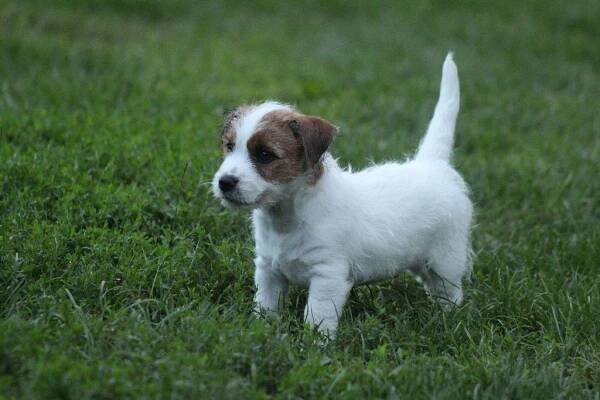 Jack russell terier s PP - Milonice (Vyškov), Prodám