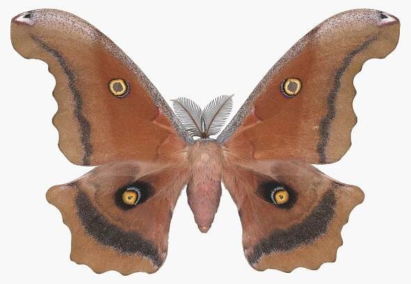 Antheraea montezuma.jpg
