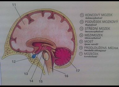 navazuje na prodlouženou míchu a na střední mozek → dohromady tvoří tzv. mozkový kmen. vystupuje z něj trojklaný nerv - ovládá některé reflexivní činnosti. Tyto 3 části dohromady tvoří tzv. mozkový kmen - jím procházejí všechny dráhy nervů z mozku do míchy. Vystupuje z něj trojklaný nerv. To je nerv, který zajišťuje citlivost obličeje a přilehlých částí hlavy. Ovládá některé reflexivní činnosti – u člověka konkrétně slzení, slinění a reflex zužování zornice.